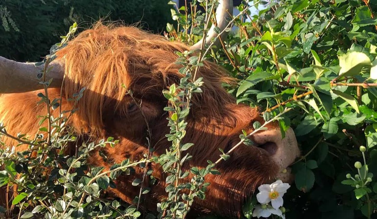 Highland cow browsing through green hedgerow, illustration for MHW article on regenerative practice