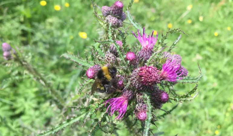 Bumblebee on purple thistle flowers, illustration for MHW article on wilding, farming and housing